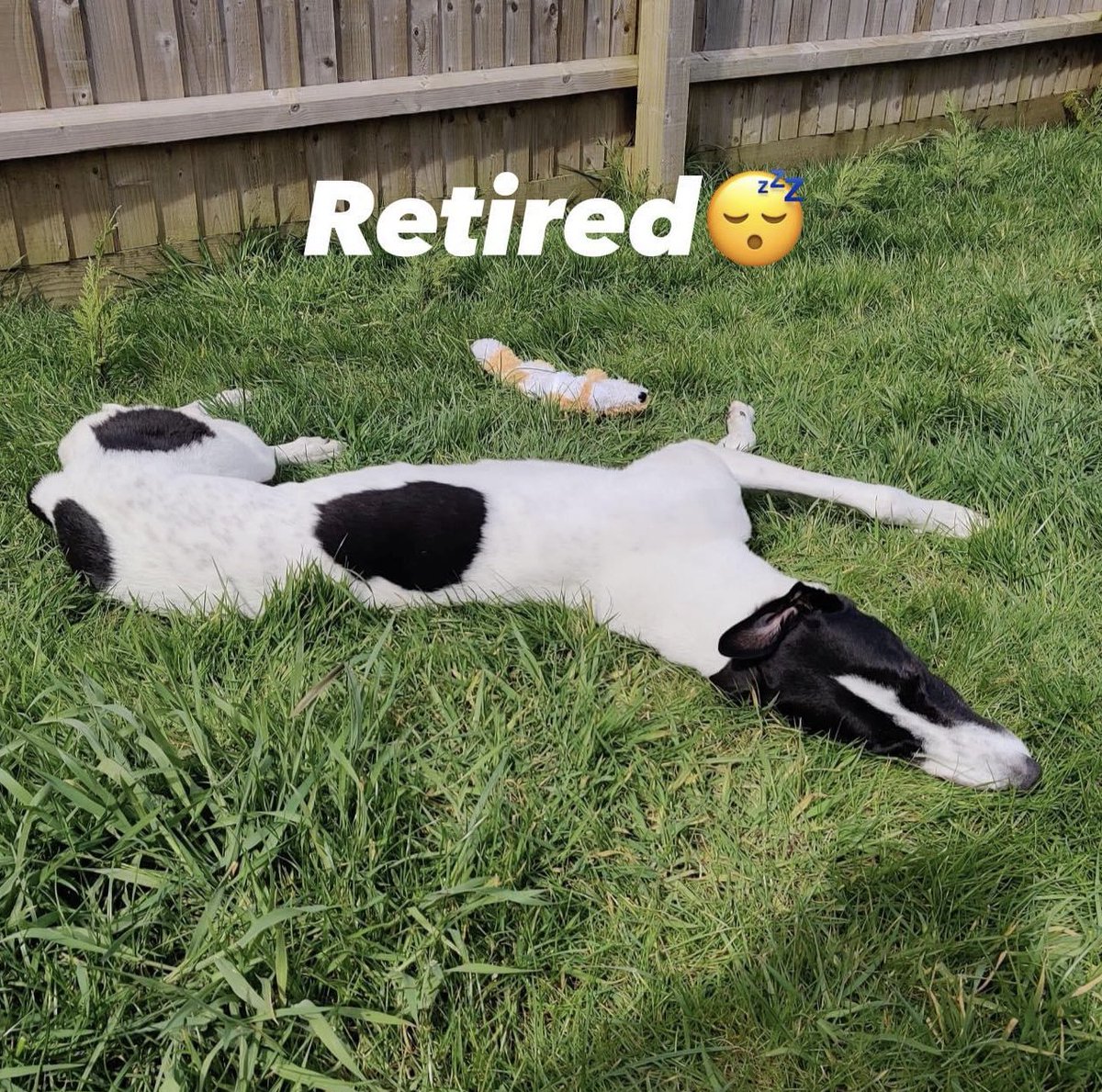 Romford Retired Hound Update!🐾

We spotted Bonville Don (now Tommy) - @BonvilleRacing - on the brilliant “Your Greyhound’s History” page on Facebook and as you can all see he is enjoying his garden and more so snoozing in it!😴

➡️It brings us great joy to see our retired hounds…