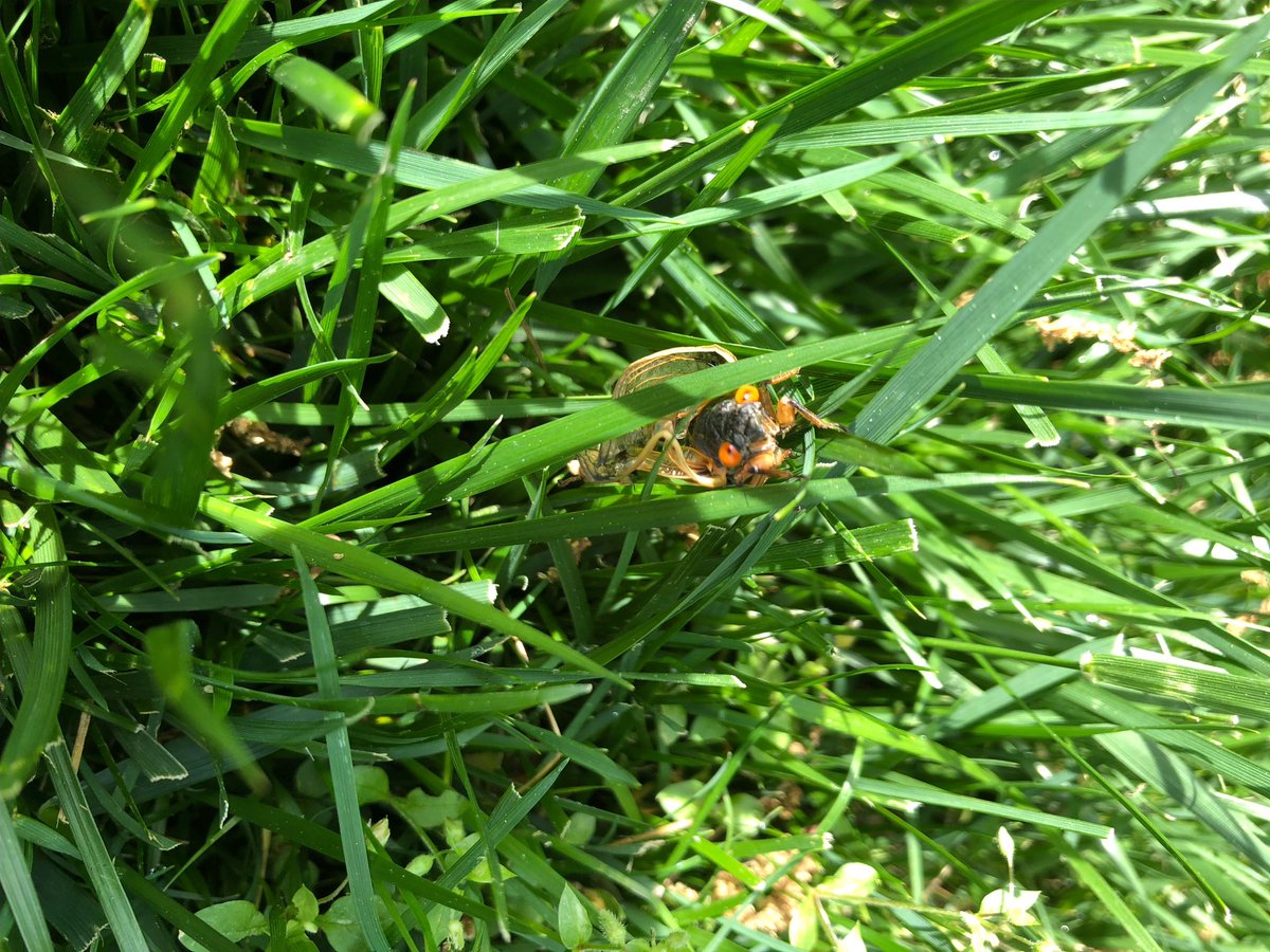 The invasion has started. Frangoul yard today. #cicadas