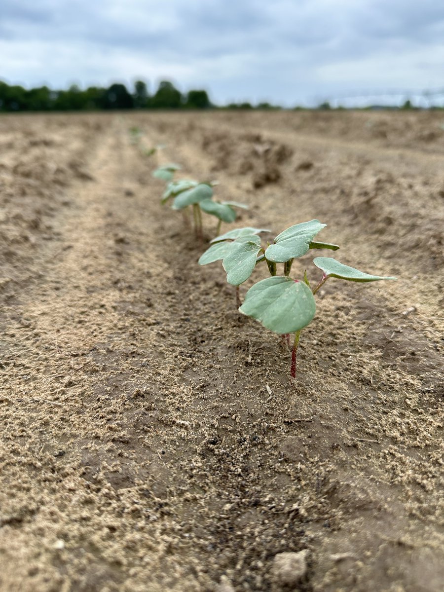 First #pestpatrol hotline for Alabama this year is up. Be sure to subscribe to stay up to date. #ALcrops syngenta-us.com/pest-patrol/al…