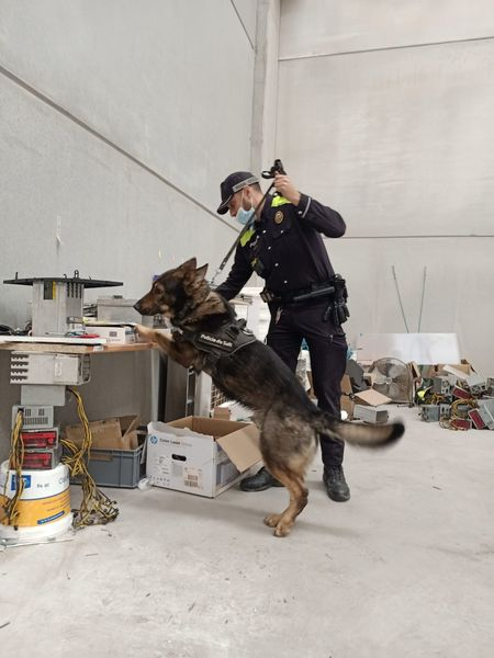 Este sábado 4 de mayo, ¡no te pierdas la exhibición de perros policía de la Policía de Salt, con la participación de unidades caninas de Gerona, Caldes de Malavella, Lloret de Mar y Sant Feliu de Guíxols! 💪👍