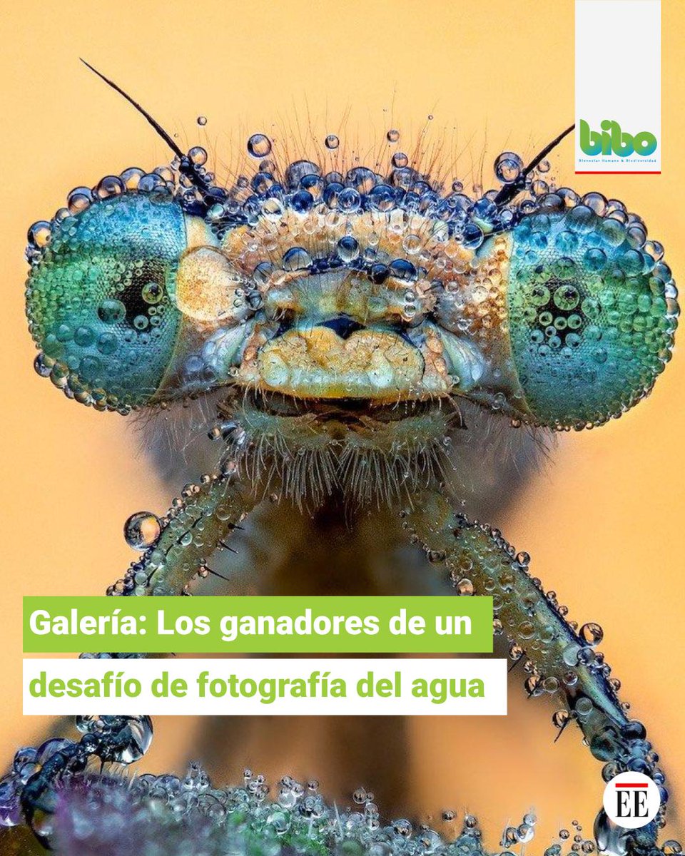 El cuarto Desafío Cupoty convocó a fotógrafos a concursar con imágenes del agua en primer plano. Esta competencia es aparte de la que anualmente promueve Close-up Photographer of the Year (Cupoty). Aquí las fotografías 👉tinyurl.com/tsumd7h2