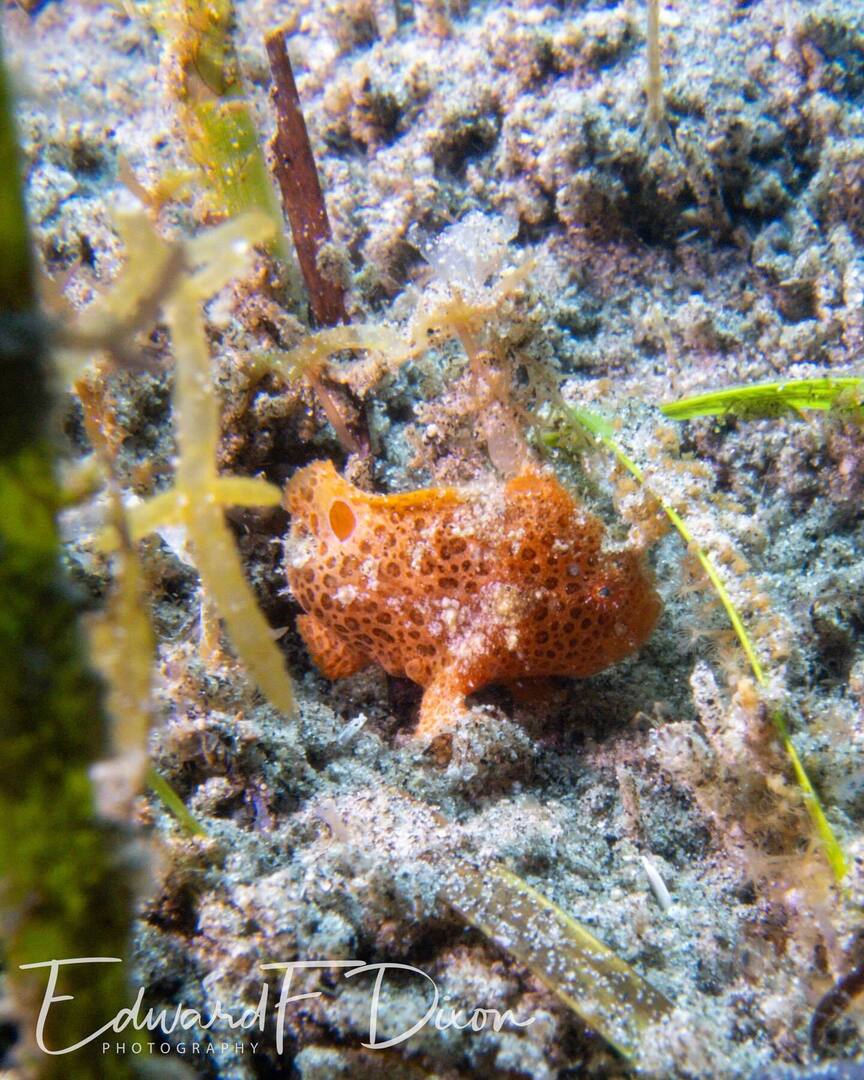 #frogfish #sonyrx100va #isotta instagr.am/p/C6eKg2Noo9M/