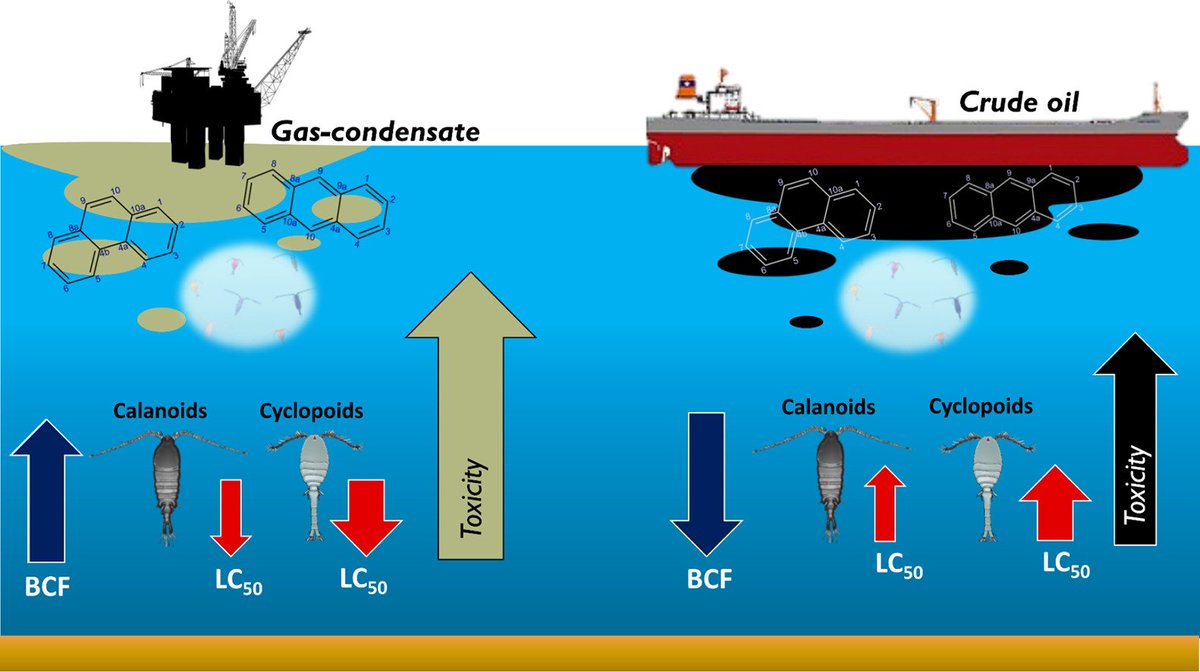 🚢⛽️ Concerns about oil and gas-condensate #pollution are escalating with the increase in maritime traffic and gas platforms. Our new study tested pollutant impacts and bio-concentration in #copepods. Great job, PhD student Ximena Velasquez! @IOLR_Israel authors.elsevier.com/a/1j0%7Ev,asi9…