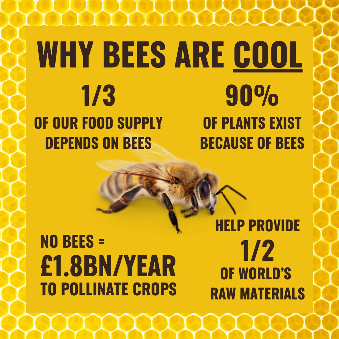 Did you know these fun facts about bees? 🐝⁠ ⁠ If you agree that bees are COOL, sign the petition to save them: act.gp/4a23eKk