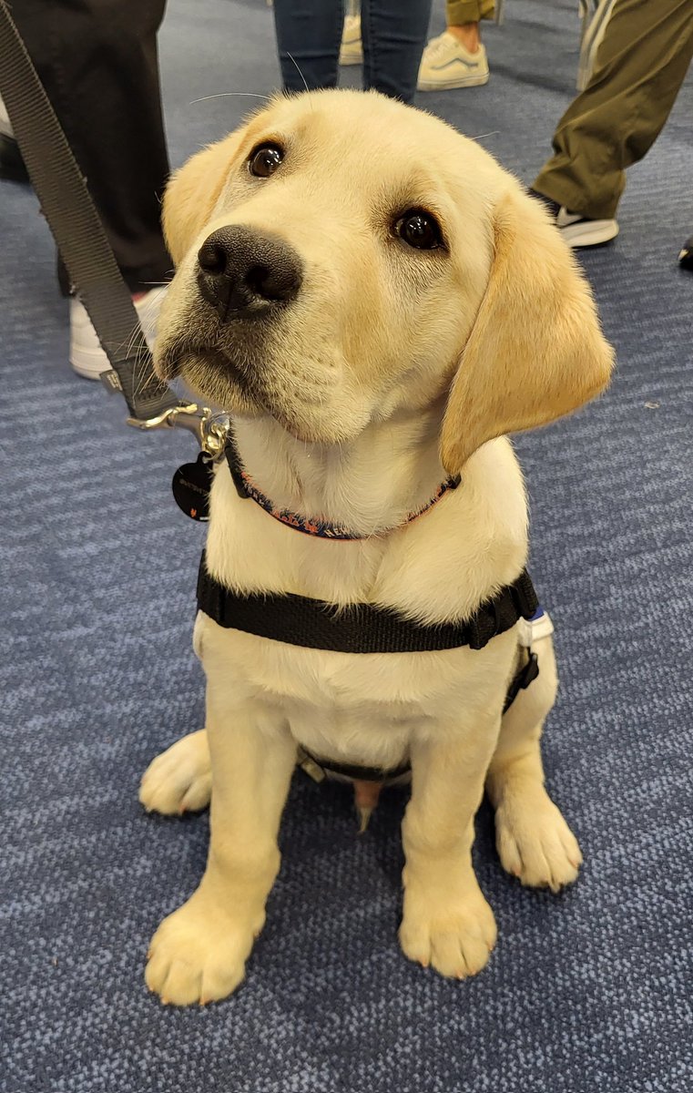 Everyone meet Buddy, the Mets' newest @AmericasVetDogs trainee. The team's third dog is named for the franchise's iconic No. 3, Bud Harrelson.