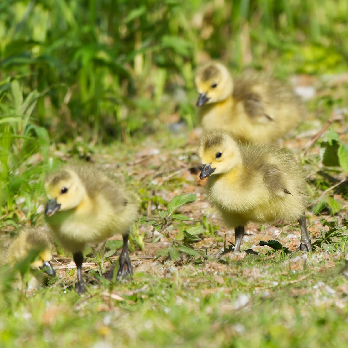 Kanadagans Küken 😊 #Natur #Fotografie canada goose #gosling #NaturePhotography