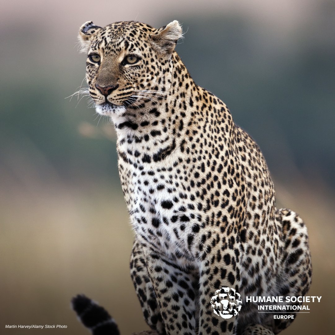 On #InternationalLeopardDay, let's shed light on the need to protect this species from extinction. Help us urge the EU to ban the import, export and re-export of leopard hunting trophies and all endangered species throughout the EU! Sign now👉hsi.org/notinmyworld #NotInMyWorld
