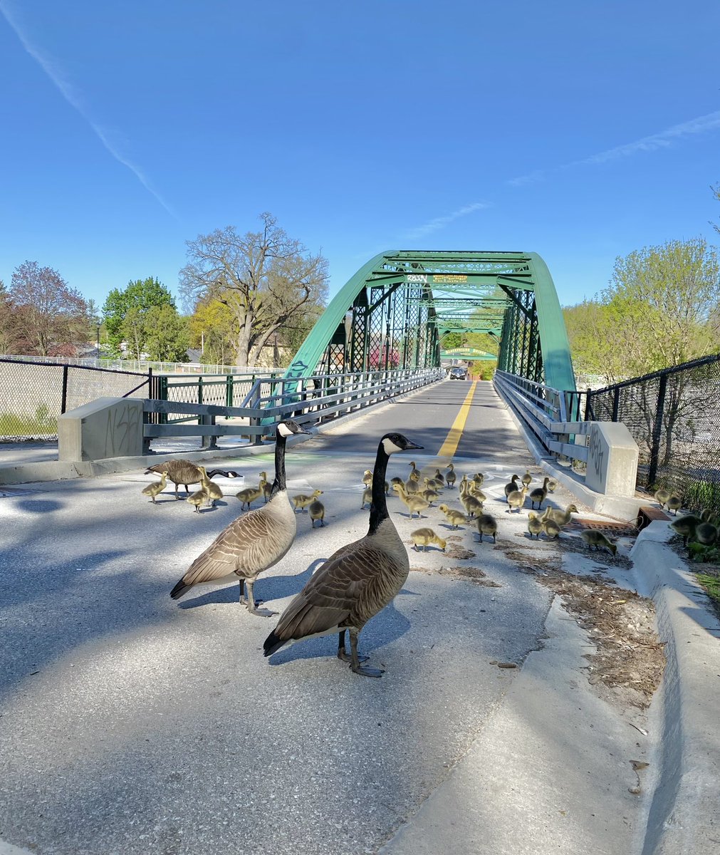 The TVP gosling nursery went for a field trip to @BBFFLdnOnt this morning! ☺️ Shout-out to the goose leaders who hustled all the little ones back onto the path when a car approached (TY to the driver for driving slowly). #LdnOnt @JulieCTV @LdnCycleLink @LdnOntBikeCafe