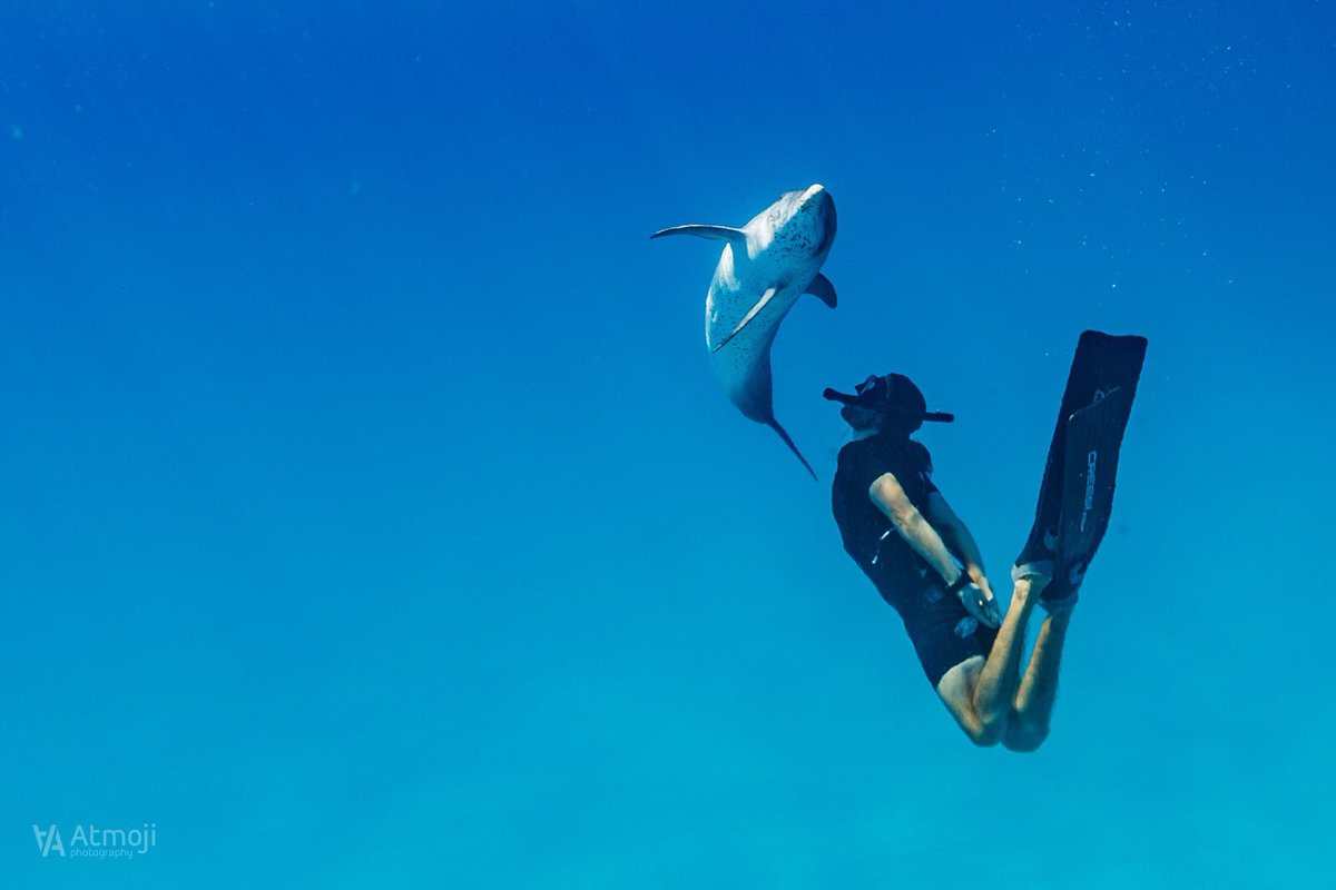A few pics from Week One out on the ocean with the dolphins #Bimini #Bahamas 🐬

WildQuest Retreat Season has begun! 

There's still chance to book if you'd love to join us this season!⬇️

BOOK NOW: wildquest.com/schedule
