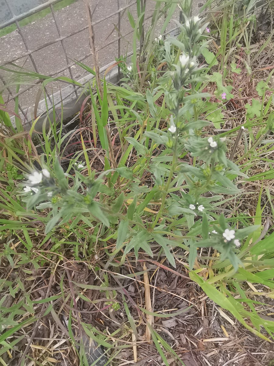 Corn or Field Gromwell (Buglossoides arvensis) on A1120 link road bridge over river Gipping & railway. Quite a scarce arable plant now, can't recall seeing for nearly 30 years