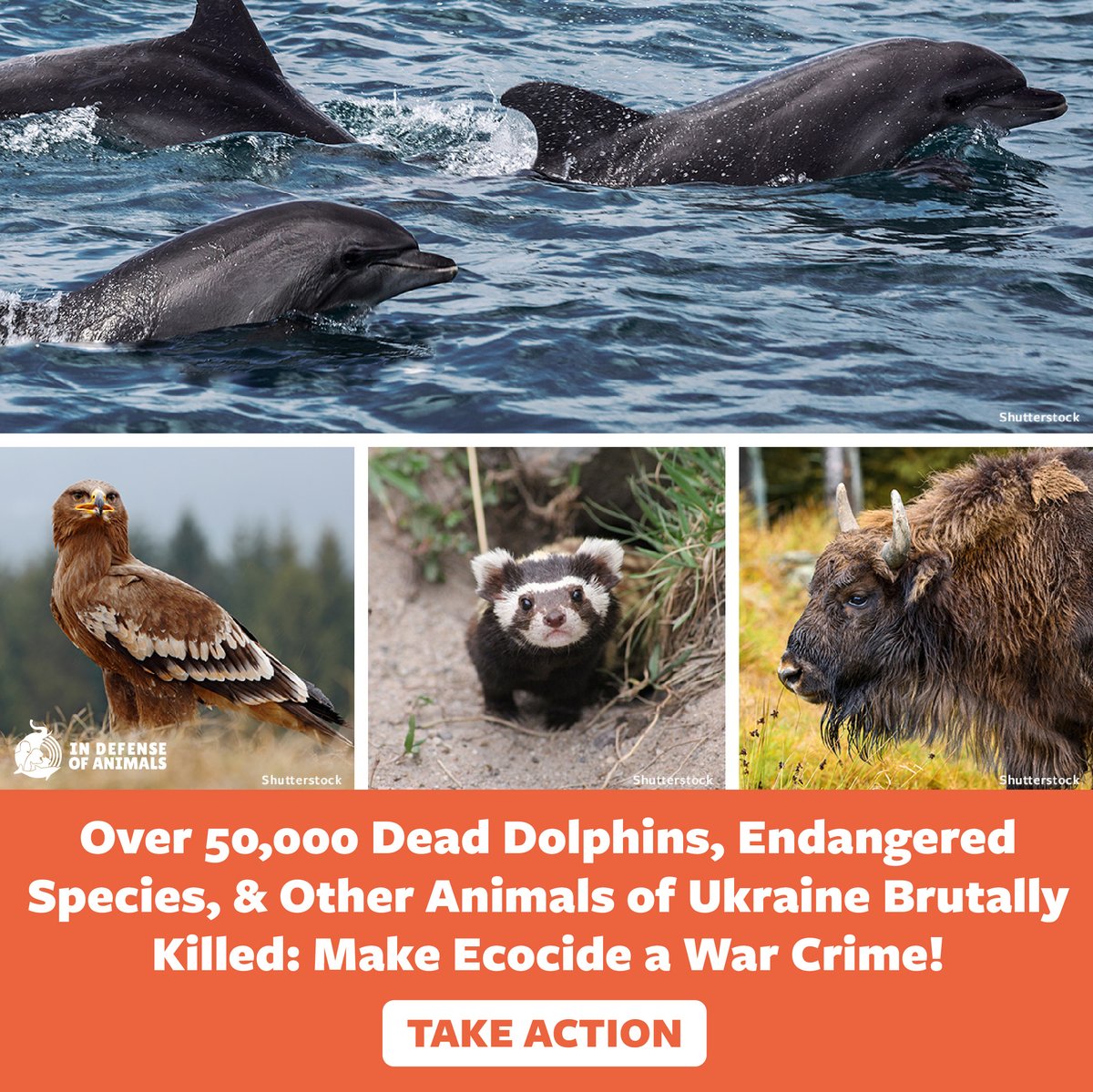 Demand #Justice4Animals for over 50,000 dead dolphins & #EndangeredSpecies in #Ukraine! #MakeEcocideAWarCrime!
Take action: bit.ly/4blzAke
Pls RT and support our work: bit.ly/4bffqZc