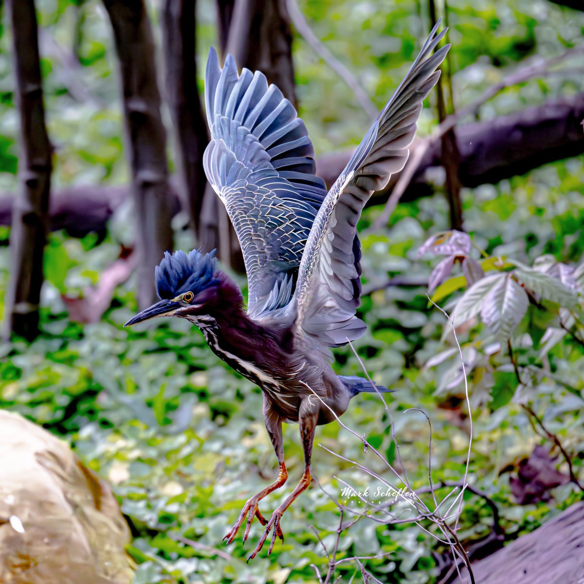 Green Heron,  Loch, Central Park,  N.Y.C  #birdcpp #TwitterNatureCommunity #birdsofinstagram #britishnatureguide #naturephotography #birdphotography #twitterphotography #wildbirdphotography #nikonphotography #NatureBeauty #nycaudubon #herons 4.29.24