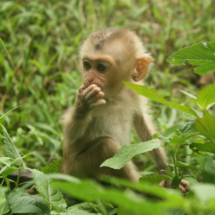Macaques are intelligent, emotional, thoughtful... yet sadly, they are one of the most exploited and misunderstood wild animals on Earth. #InternationalMacaqueWeek (1/7)