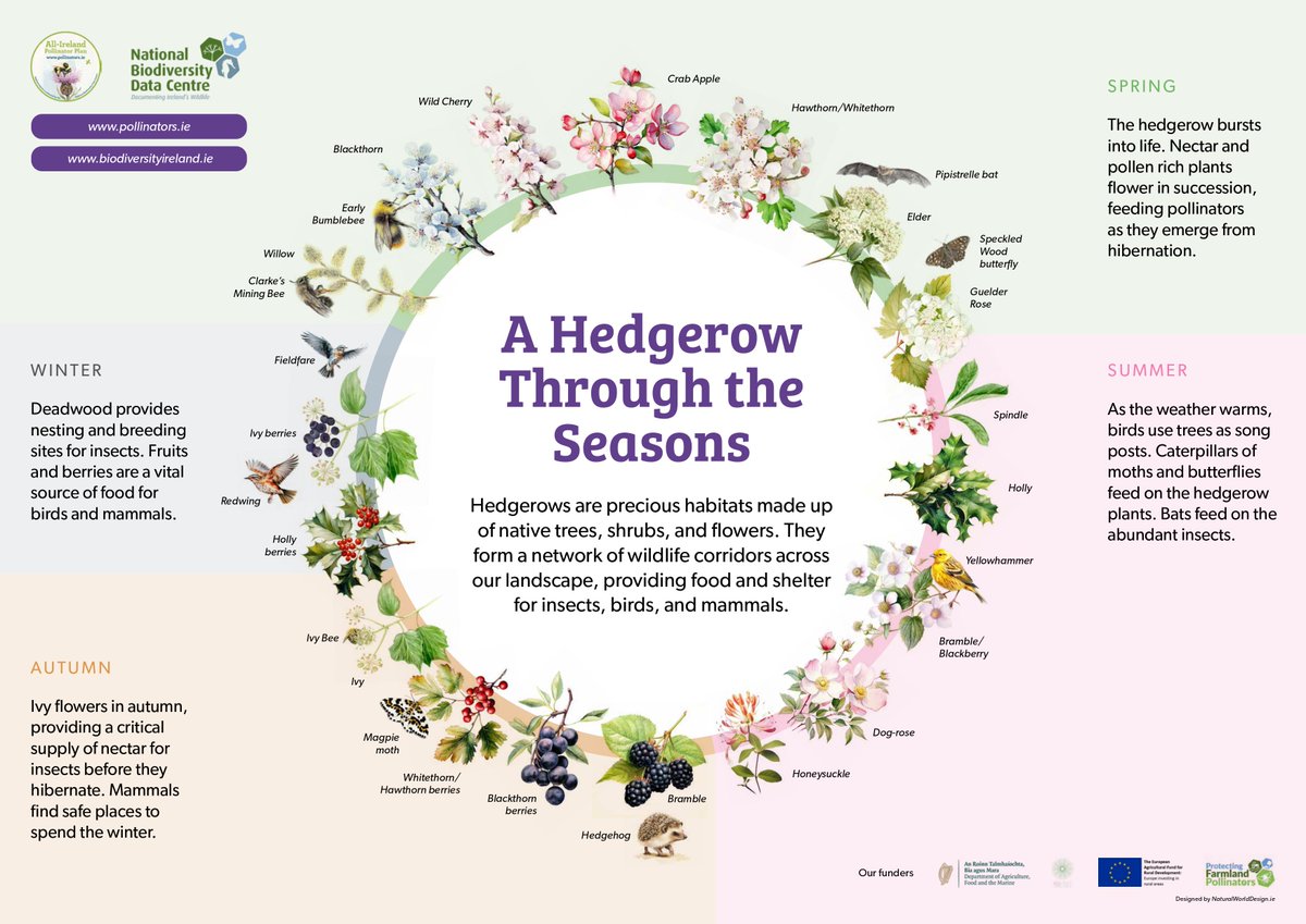 In May, the festival of #farmlandbiodiversity celebrates native hedgerows that crisscross Ireland's landscape. 

To take part: share photos of hedgerows, use the hashtag above, and tag @BioDataCentre. 

Check out biodiversityireland.ie/farmlandbiodiv… for resources such as this lovely graphic!