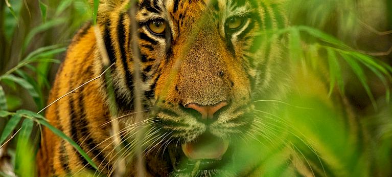 Bhutan & Tiger Conservation Coalition vow to mobilize $1B for tiger conservation, highlighting the urgency of protecting these majestic creatures. Collaboration and funding are key to safeguarding endangered species. #TigerConservation 🇧🇹🐯
eu1.hubs.ly/H08S8Xy0