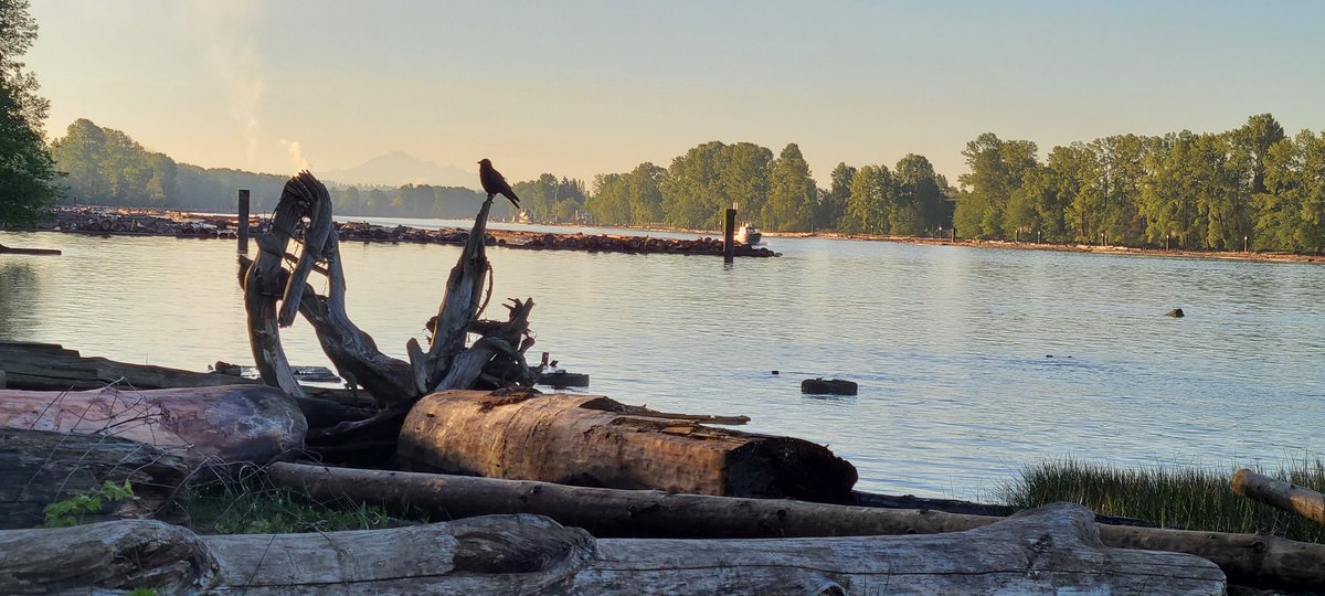 Good morning Thursday! 
#sunrise #goodmorning #May #bcstormwatch #Thursday #Vancouver #FraserRiver  #Westcoast #StormHour #blueskiesandsunshine #shareyourweather