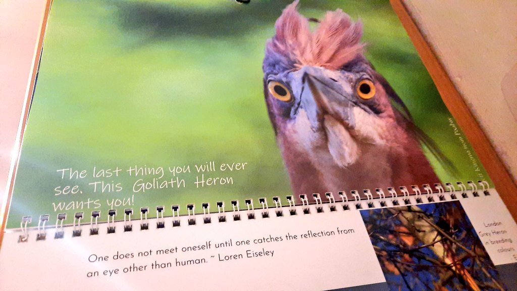 'One does not meet oneself until one catches the reflection from an eye other than human.' ~ Loren Eiseley It's May in our Heroneer's Calendar, on walls around the world. 💙