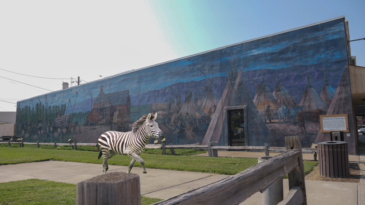 If you are still out looking for #zebras in #washingtonstate You should check out the Toppenish Murals! Tons of horses in artwork to blend in with for this master of disguise! #wiildhorsesofwashington #wasthatazebra #ToppenishMurals #northbendzebra #zebra
