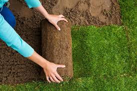 Did you ...w? Turf plays three main roles: ornamental, recreational, and utilitarian. It beautifies landscapes, hosts sports events, and stabilizes soil to prevent erosion. Whether it's your backyard or a football field, turf serves multiple purposes! #horticulture @RwandaCSSA