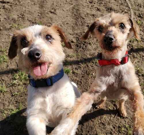 Urgent please retweet to help Dinky and Gigi find a home TOGETHER #NEWROMNEY #KENT #UK 
Male and Female 12 and 13 years💔💔💔
Breed: JRT and Terrier x
Dinky and Gigi have returned to Last Chance due to not getting on with the cat in the home. Going forward Dinky and Gigi will…