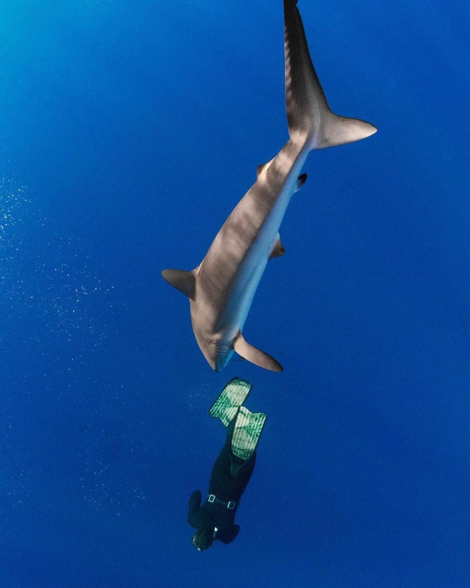A silky shark playing follow the leader 😆 Shark diving is a great way to study their behavior. We can see how the shark’s behavior changes with divers in the water, if there’s bait or no bait, and how they interact with other objects. Pelagic species like the Silky are extremely