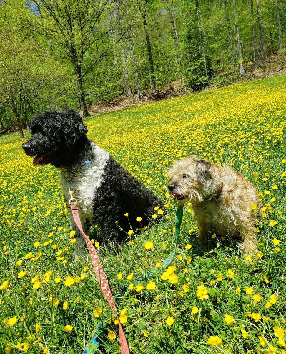 Frolicking through fields of wildflowers on this stunning spring day are our two playful pups, Rose and Little Bear! 

#borderterrier #dcdogs #dogfitness #georgetowndogs #dogsofgeorgetown #dogrunner #dogadventures #pantandwag #caninefitness