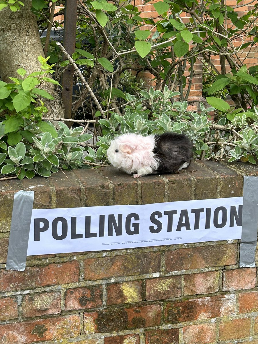 #dogsatpollingstations