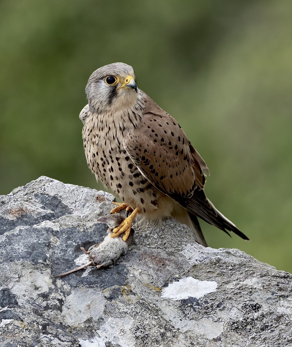 Male Kestrel with a Shrew on the Cornish coast path yesterday. @CBWPS1 @Britnatureguide #birdphotography #Birds #BirdsOfTwitter #BirdsOfX #birding #naturelovers #NaturePhotography #TwitterNatureCommunity #wildlifephotography