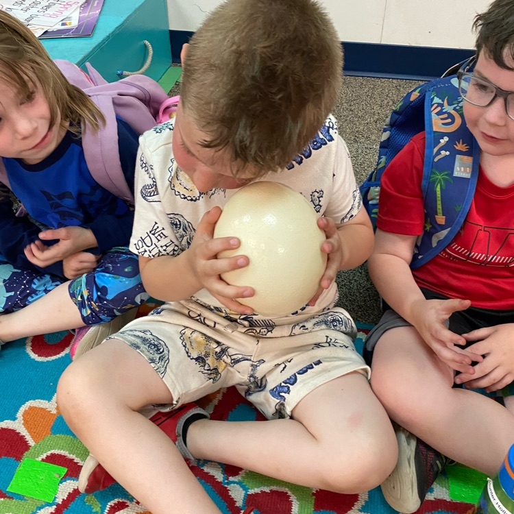 Mrs. Bogles kindergarten class learning about oviparous animals! We are hatching chicks! #cardstudentsareworthit #Folsom