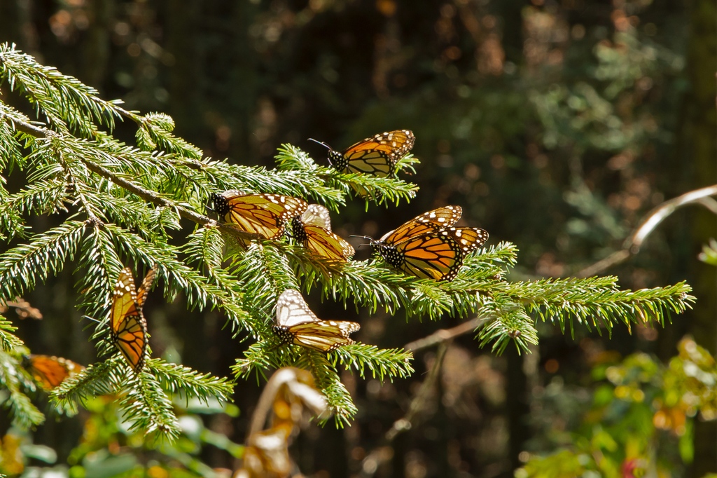 This Mother's Day, let's act with love! Plant trees, restore monarch butterfly habitats, and build a sustainable future. 🦋 Gift trees for Mom this year! #MothersDay #PlantTrees #Monarchs 💝 onetreeplanted.info/3xQyONZ