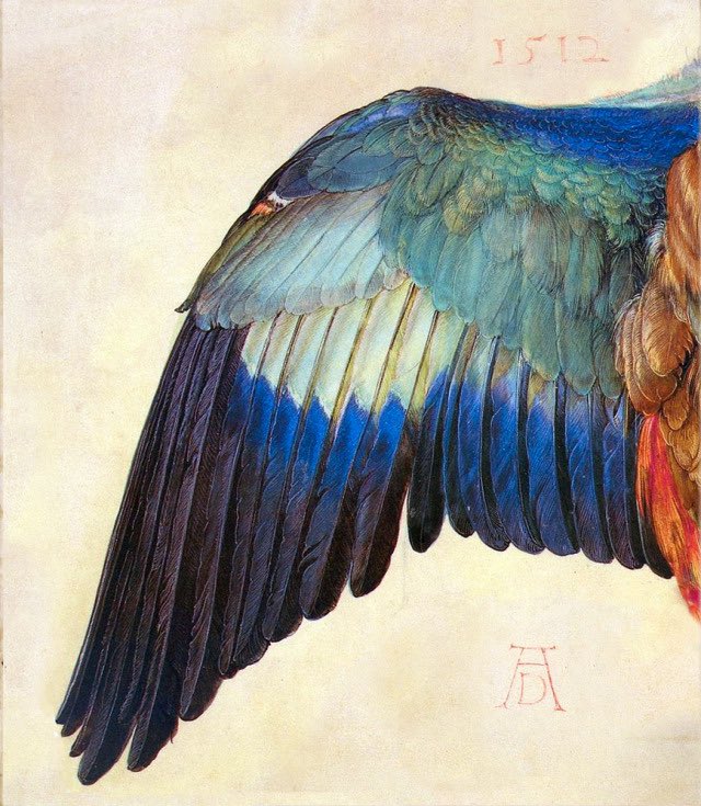 albrecht dürer • wing of a european roller