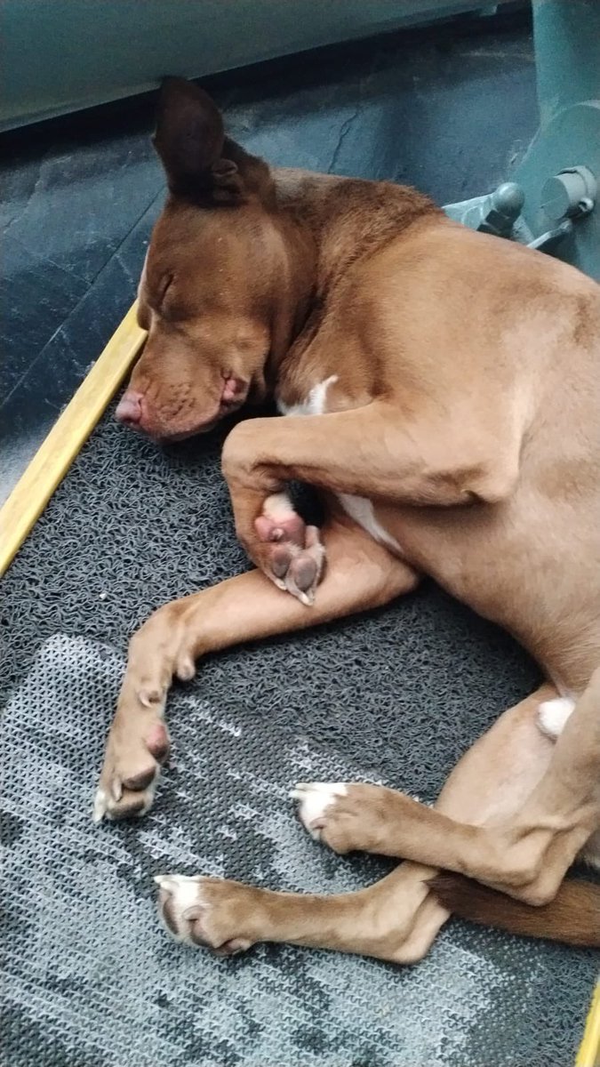 Marce Tabares 🐶 tweet media