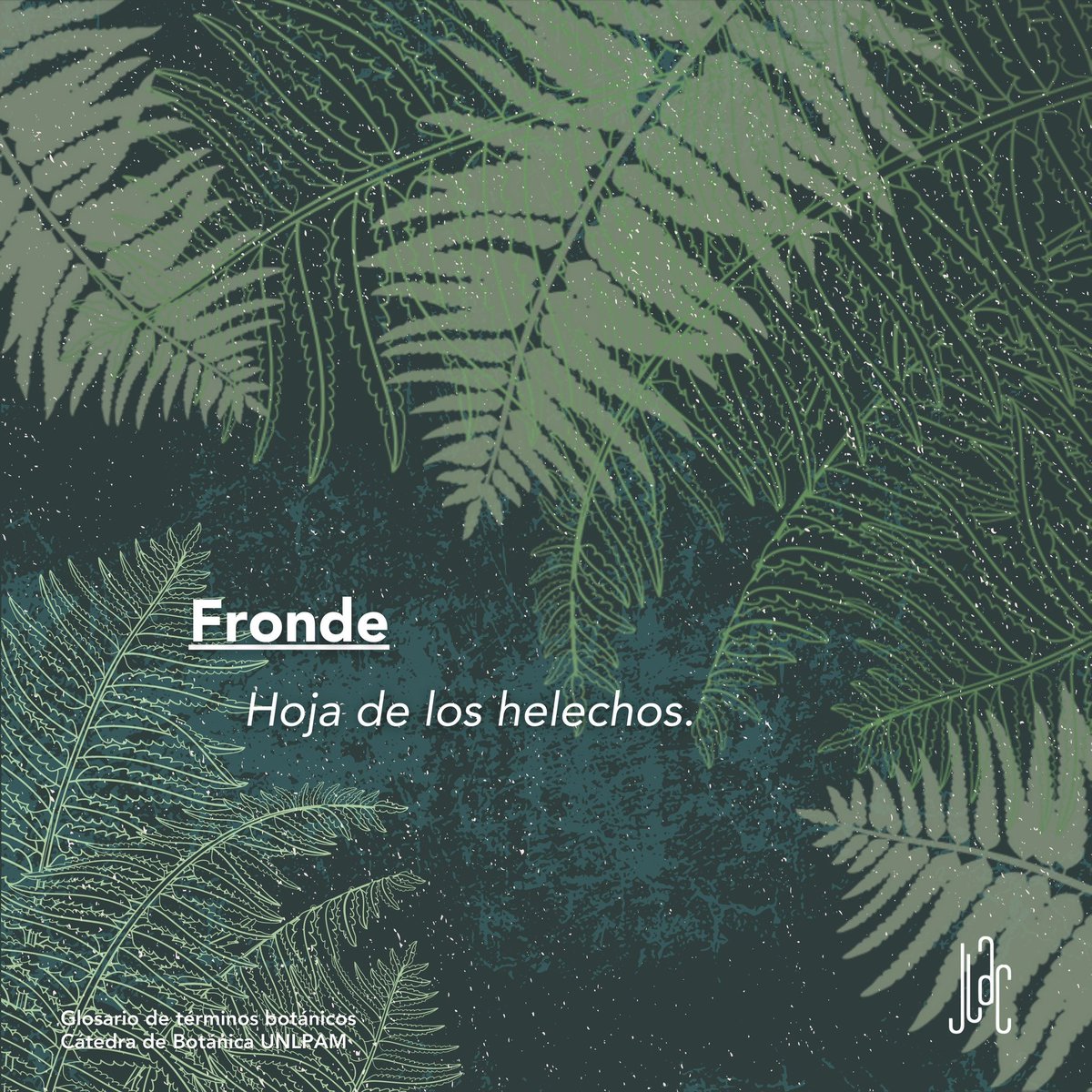 jardin_lac's tweet photo. “Fronde” como apuntó Oliver Sacks, los helechos han sido testigos mudos de épocas y extinciones, permaneciendo inalterables mientras gigantes caían y eras se desvanecían.
#JardínLAC #GlosarioJLAC #Botánica #Biofilia #Polinización #Naturaleza #GlosarioBotánico #Fronde https://t.co/WcQwDXDp1X