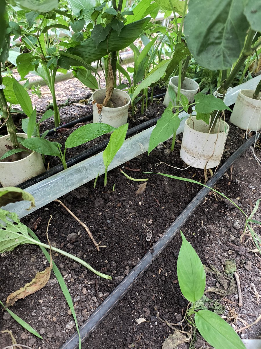 The Canadian Organic Standards are guided by 4 general principles:  #1 "Principle of health - organic agriculture should sustain and enhance the health of soil, plants, animals and humans and the planet as one and indivisible.". This is why hydroponic production is prohibited.