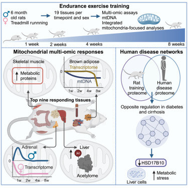 New! Online now: The mitochondrial multi-omic response to exercise training across rat tissues dlvr.it/T6KTp8