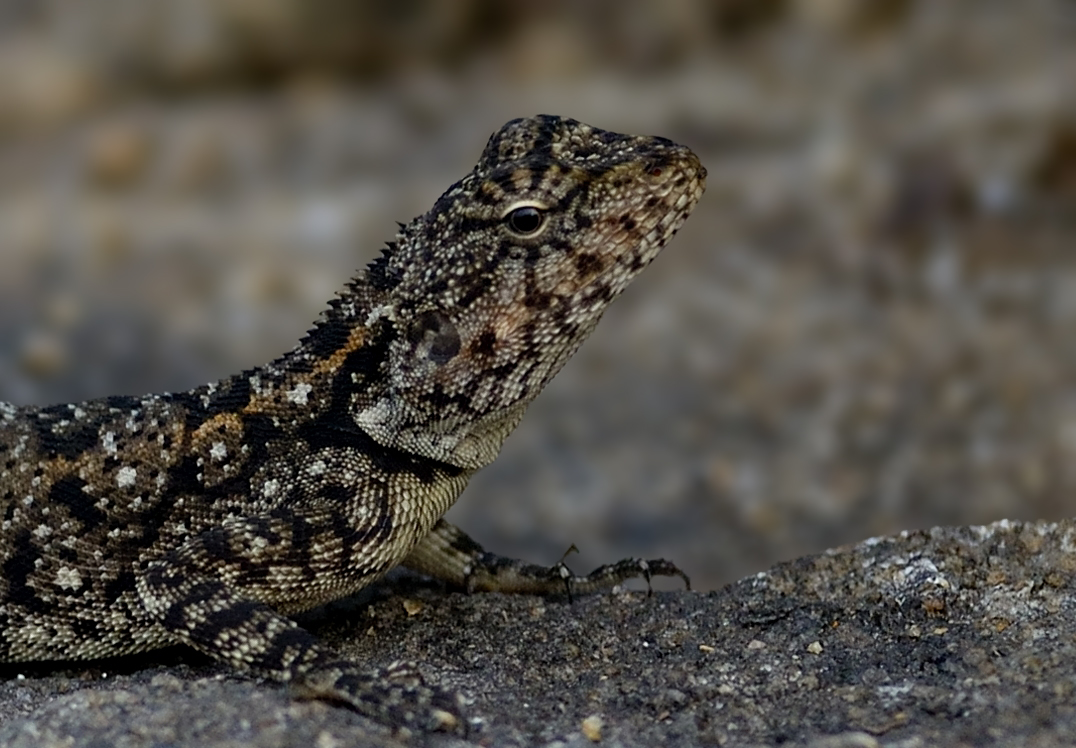 Today's special: Reptiles Open your gallery with your favorite Reptile species. Indian Rock Agama #IndiAves #ThePhotoHour #FavoriteReptile