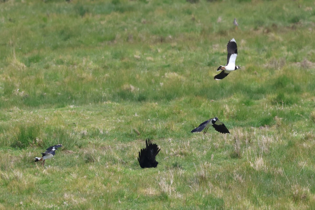 I'd always want #Lapwing on my side... #courageous team winning against the #Crows at #Cley