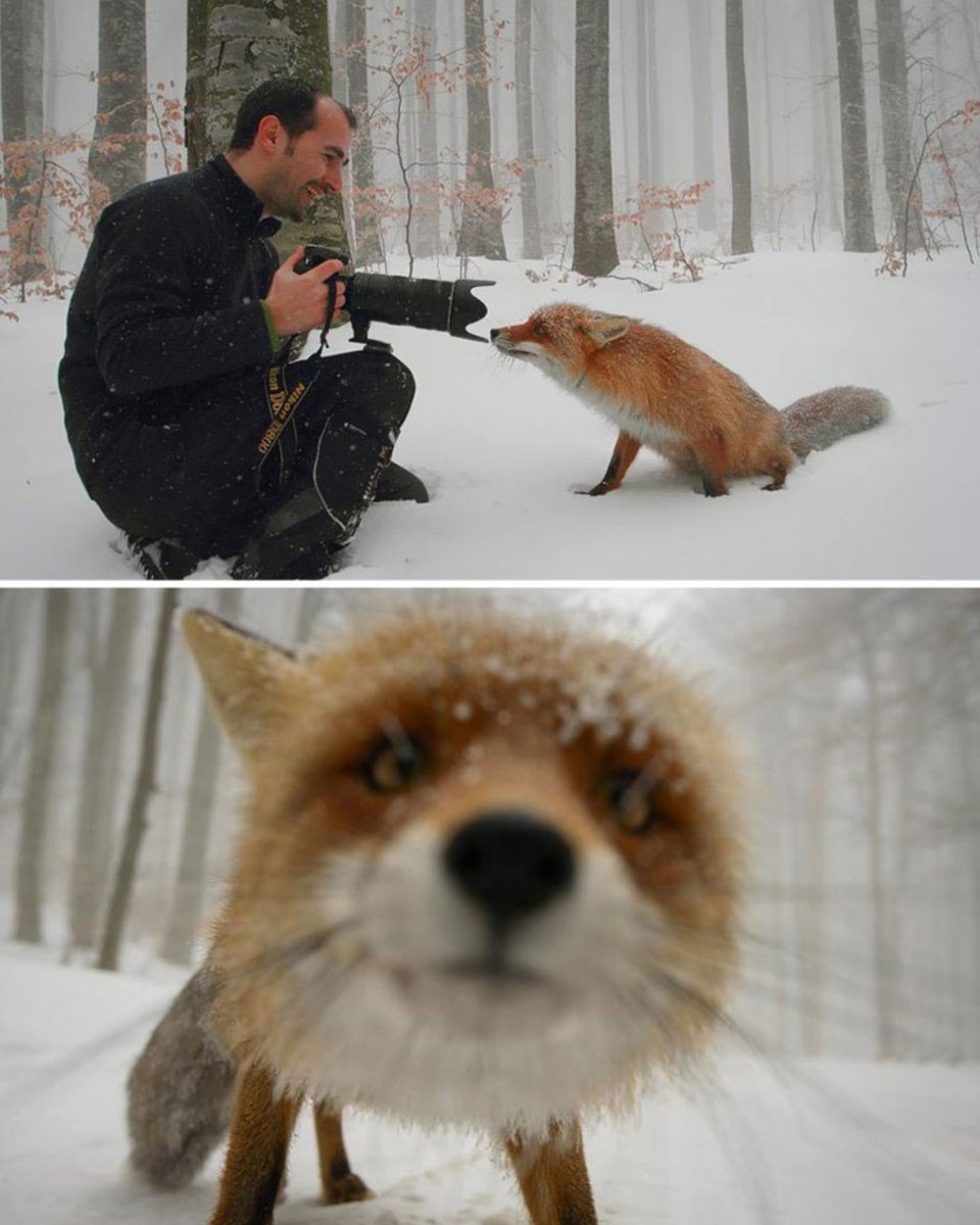 Animals interrupting wildlife photographers - a thread 🧵 1. A curious fox by Dan Dinu