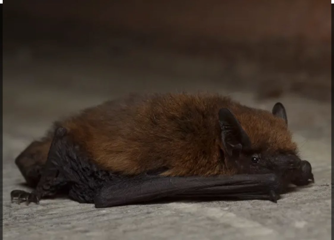 Science Fact 104

The pipistrelle bat can eat 3,000 insects a night, yet it is so small, it can fit into a matchbox. look for it flitting around the garden or a lit lamp post as it chases its prey.