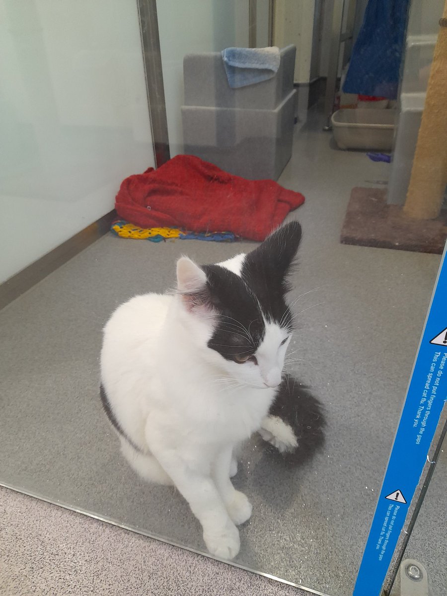 A great day of planning with the @CatsProtection Field Operations Team today at @Battersea_. Lovely of them to let us use their facilities (your always welcome to use ours!)

Even got to pop in and see a few cats too 🐈

#allforcats #CatsOfTwitter #adoptdontshop