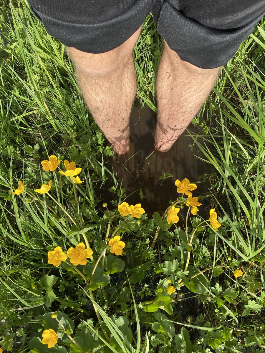 Had a delicious barefoot bumble around a soggy floodplain meadow. It was an afternoon of splashing through water - one of muddy toe wriggles, Sedge Warblers and Marsh-marigolds (Caltha palustris) - is there a more yellow yellow?! 😍