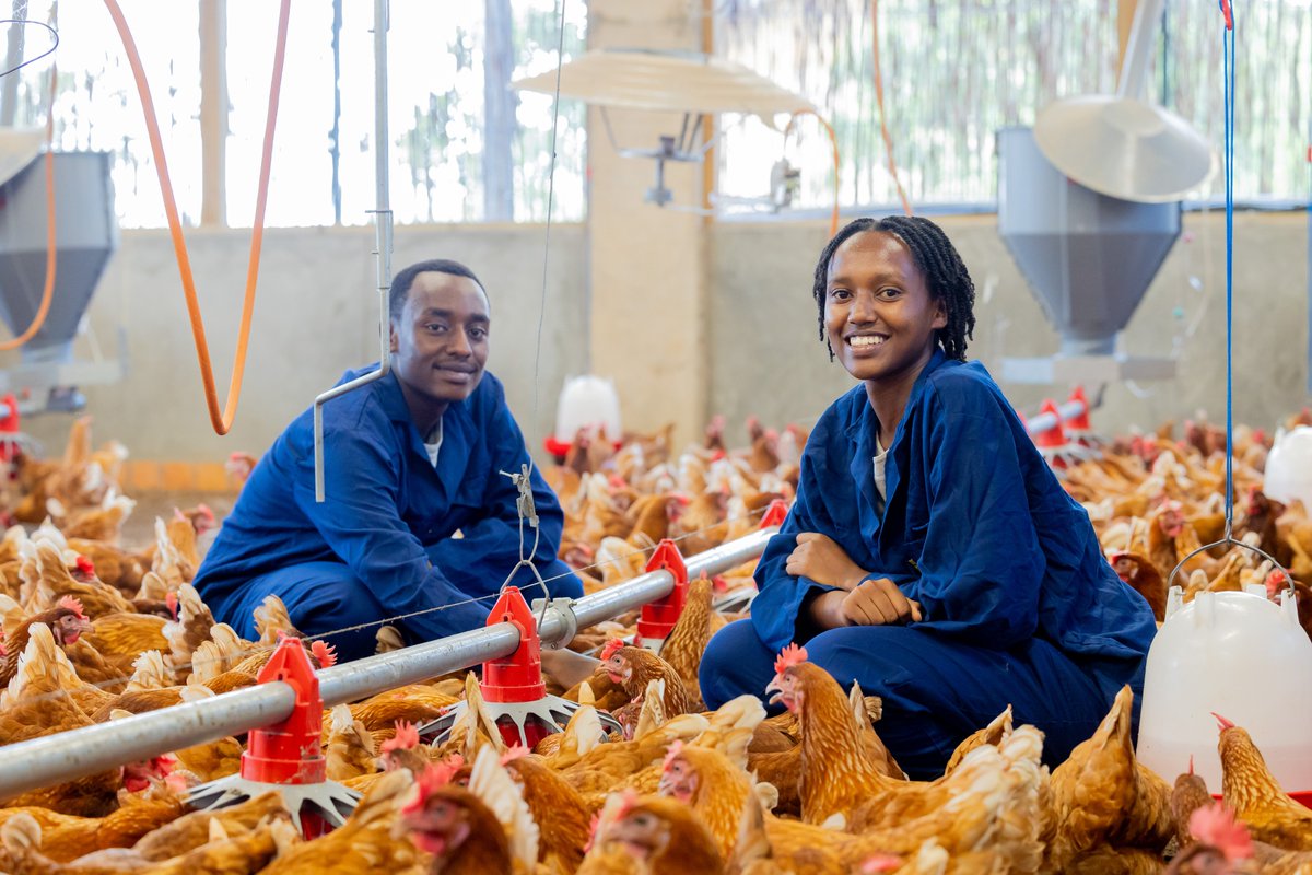 My advice to poultry farmers. 1. Focus on biosecurity. 2. provide proper nutrition 3. Monitor health regularly 📸@RICA_Rwanda