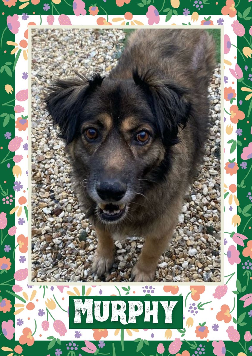 Murphy would like you to retweet him so the people who are searching for their perfect match might just find him 💚🙏 oakwooddogrescue.co.uk/meetthedogs.ht… 
#teamzay #dogsoftwitter #rescue #rehomehour #adoptdontshop #k9hour #rescuedog #adoptable #dog