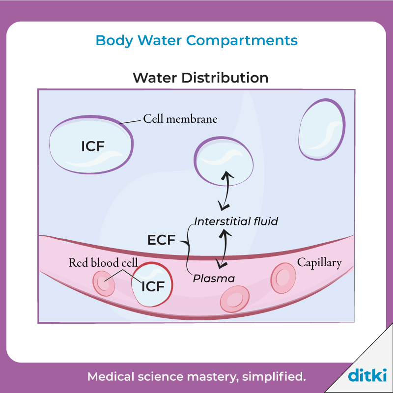 Can you list key solutes in the ECF and ICF? 

Learn more: l8r.it/V1lm

#ditki #usmle #meded #medschool #medstudent #highered #bodywatercompartments #physiology #physiotutorials #learnphysio
#nursing #pance #physicianassistant #nurse #premed #mcat #mbbs