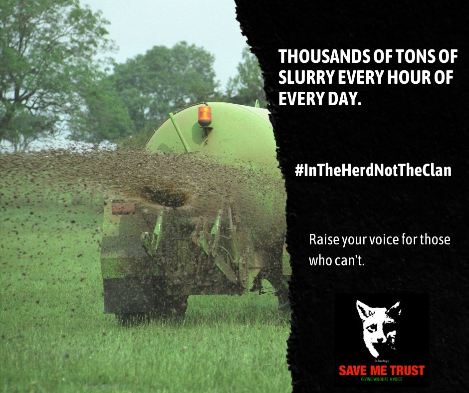 Thousands of tons of slurry produced by cattle every hour of every day, yet no system to reduce the spread of bTB through slurry. We want a public enquiry and full audit into the badger cull now. #InTheHerdNotTheClan Sign our petition: ow.ly/FvjJ50PB6er