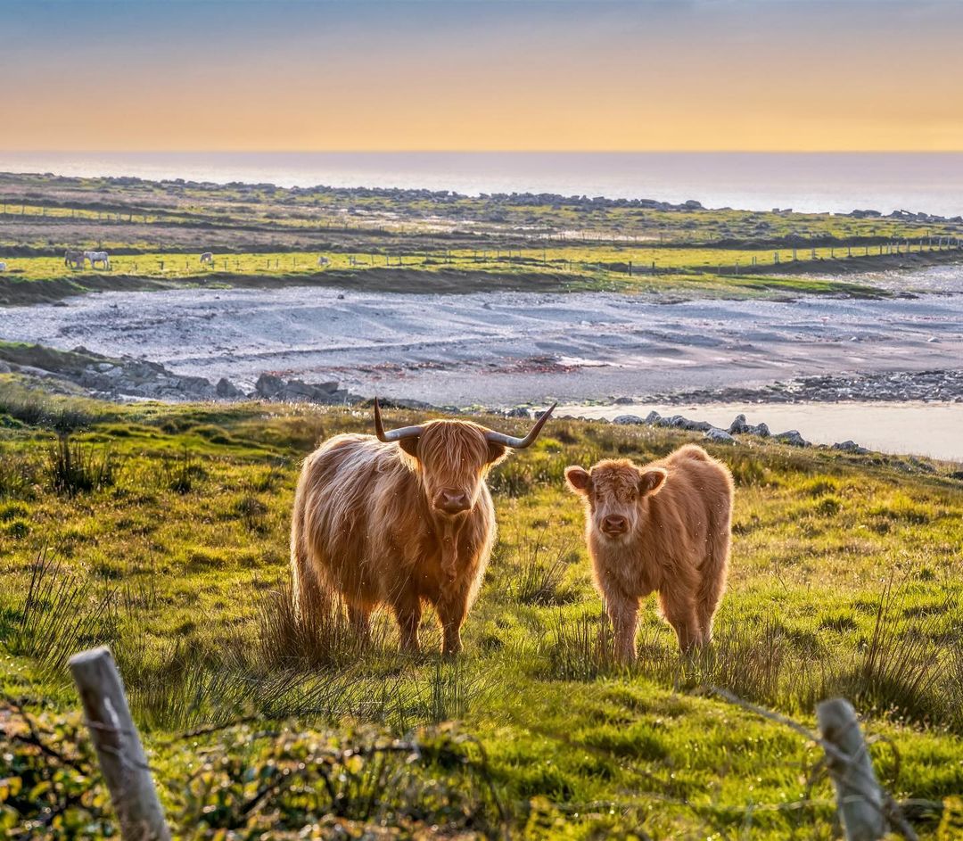 Ti stai chiedendo chi sono le icone della moda del Donegal? Senza dubbio le mucche Highland di Fanad. 🌟🐄 Queste mucche hanno diritto al premio per la migliore acconciatura d'Irlanda, non credi? 
 📍Fanad, Co. Donegal
 📸@garethwrayphotography
#Irlanda #Donegal #WildAtlanticWay