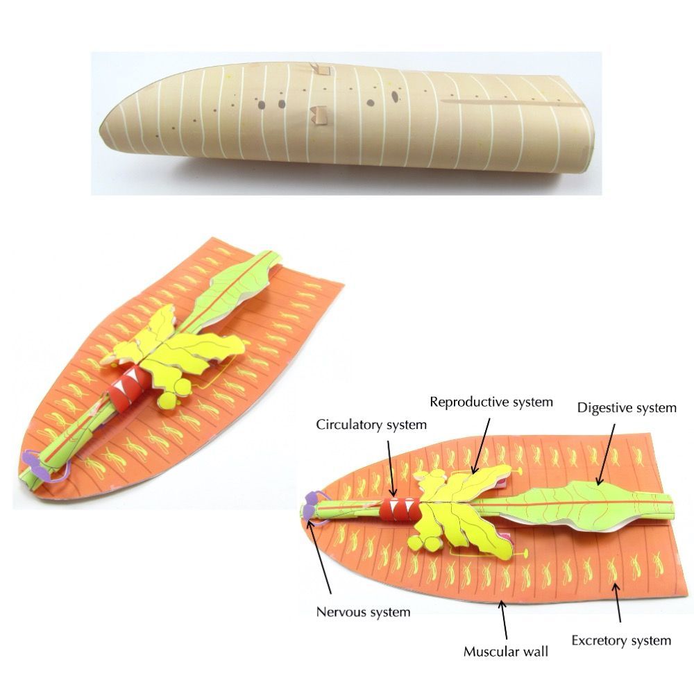 Earthworms are fascinating creatures! Find out how they navigate through life with our Earthworm Dissection model where you can see the external & internal features! bit.ly/3COKmBA 

#earthworm #earthwormdissection #dissection #iteachbio #biologyteacher