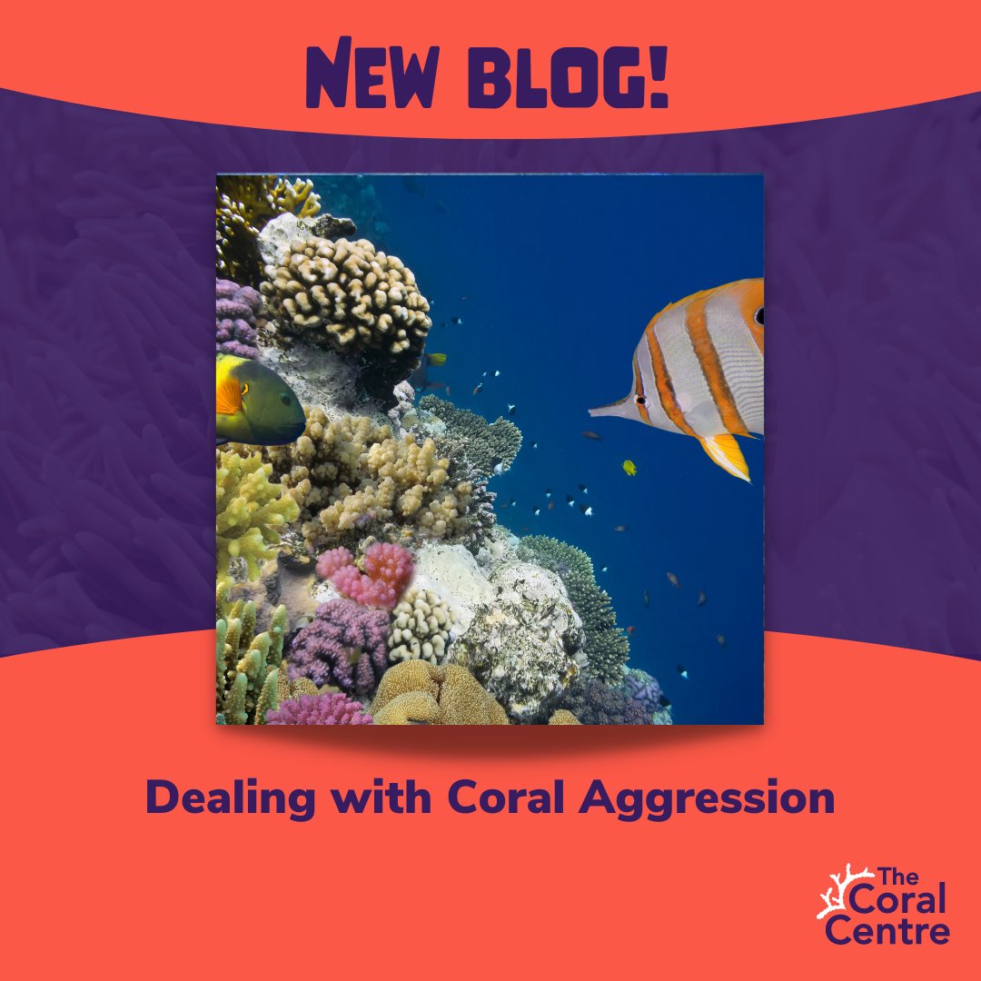 What is coral aggression, and why does it happen? That's the topic of discussion in our latest blog. We look at different types of coral aggression and what you can do if you spot these types of aggression in your tank. Read it here: bit.ly/4cQuk9Q.