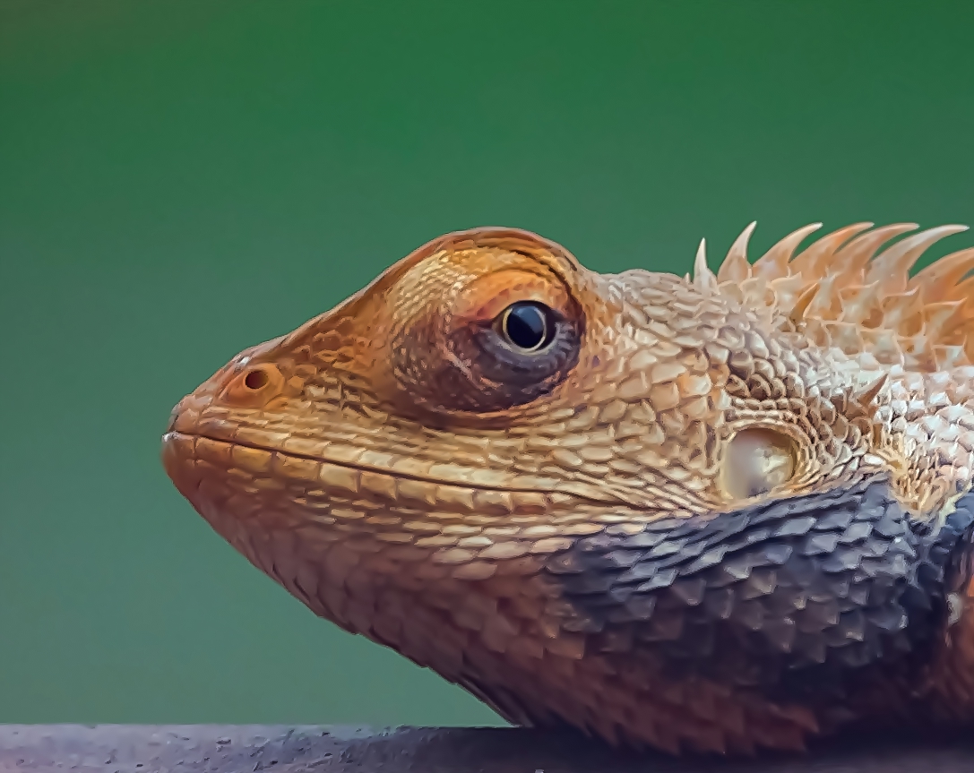 Another beautiful reptiles.. Oriental Garden Lizard Question: Which is the most common reptile in your surrounding OR open your gallery with your favorite reptile. #IndiAves #ThePhotoHour #FavoriteReptile