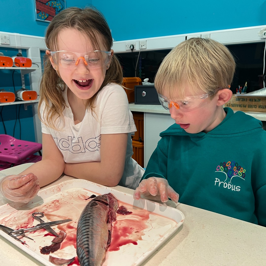 Experience marine life up close with our interactive tours! This month, Probus Primary took part in our'Under the Knife' workshop, learning about fish biology, anatomy, and behavior🐟 Book your interactive tour today contact us :📧learning@oceanconservationtrust.org
